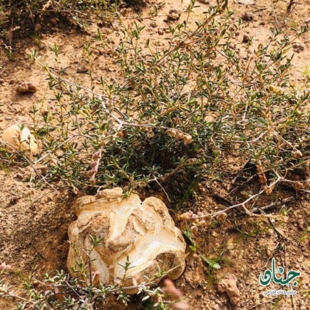 بذور الرقروق - القصيص المصاحب للكمأة أو الفقع ( Helianthemum )