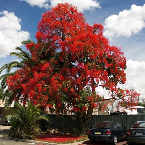 بذور شجرة استركوليا لوريدا ( Brachychiton discolor...