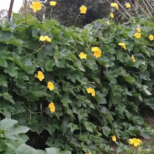 بذور متسلقة الليف - اللوف ( Luffa )