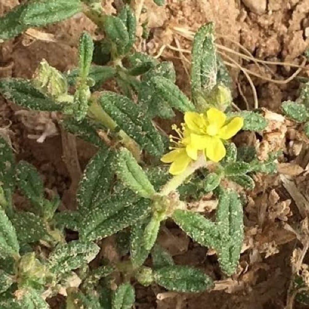 بذور الرقروق - القصيص المصاحب للكمأة أو الفقع ( Helianthemum )