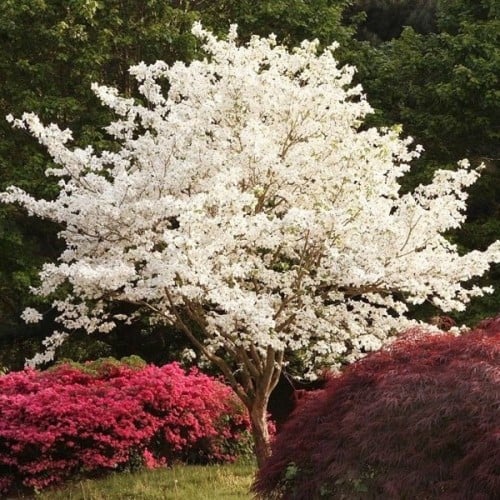 بذور شجرة قرانيا فلوريدا ( Cornus florida )