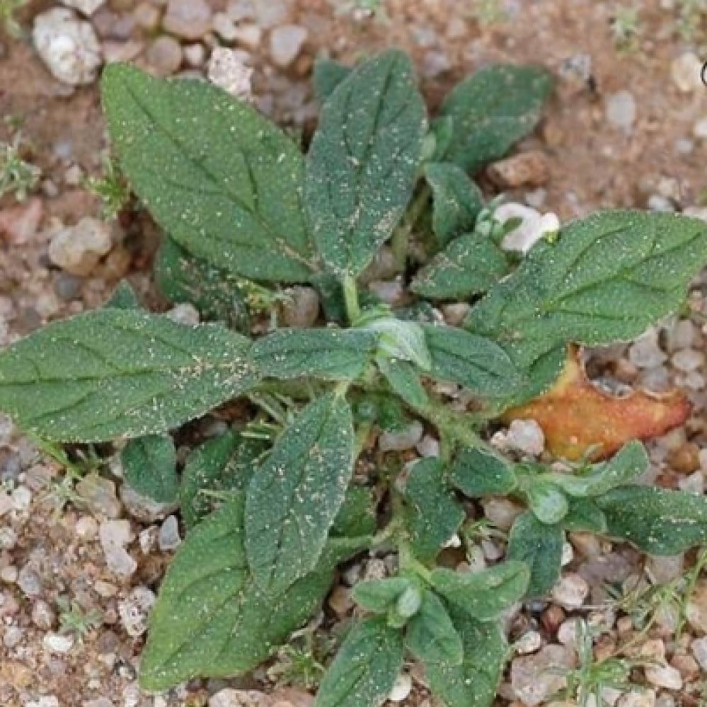 بذور الرقروق - القصيص المصاحب للكمأة أو الفقع ( Helianthemum )