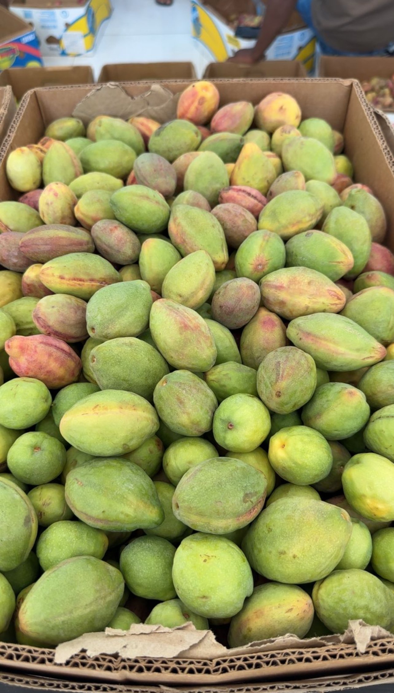 لوزة الزمرد(كيلو)