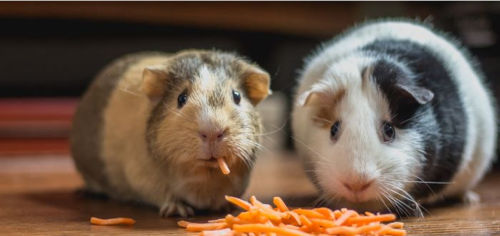 حيواناتك الأليفة في الشتاء: كيف تحميها من البرد القارس