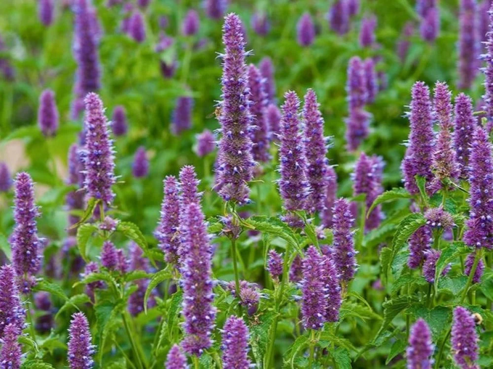 الباتشولي سرّ النفحات الشرقية وسحر العطور الفاخرة