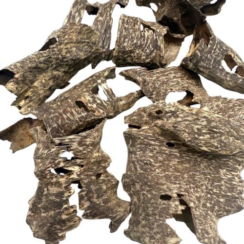 زوايا كمبودي مستزرع