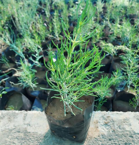 الروثة- Salsola
