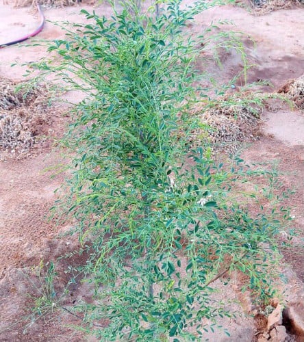 المورينجا- Moringa