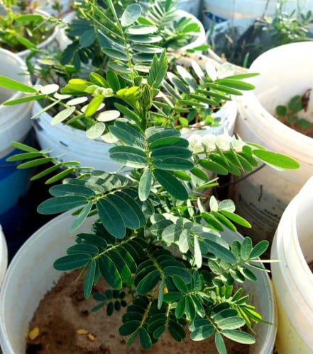 الجلوكا-cassia glauca