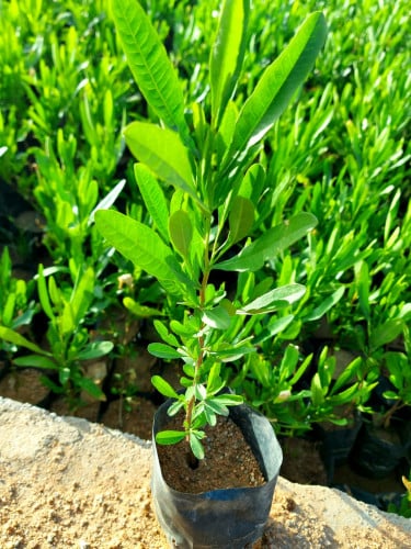 نبتة الدودونيا - Dodonaea Viscosa