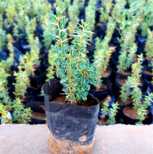 السمر- Acacia gerrardii