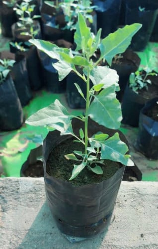 نبتة الرغل -Atriplex