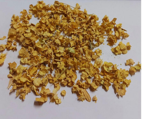 بذور القطف - Atriplex Leucoclada Boiss