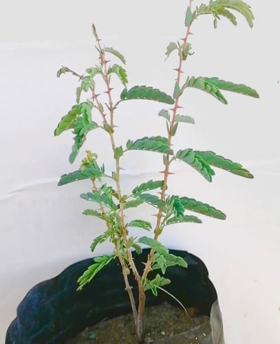 (500شتلة ) الغاف- Prosopis