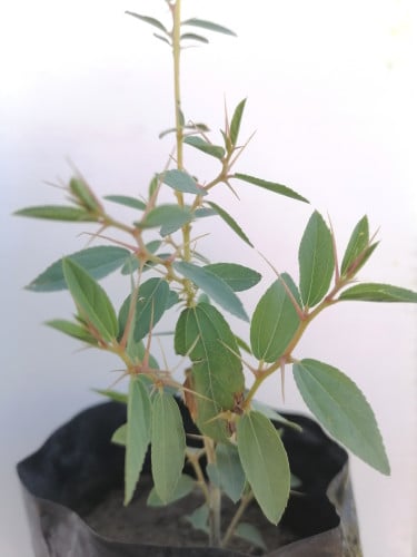 السدر البري -Ziziphus