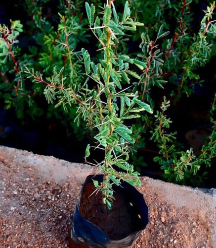 القرض- Acacia nilotica