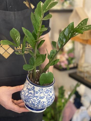 فازة زهرة الزاميا وصبّار الهويا