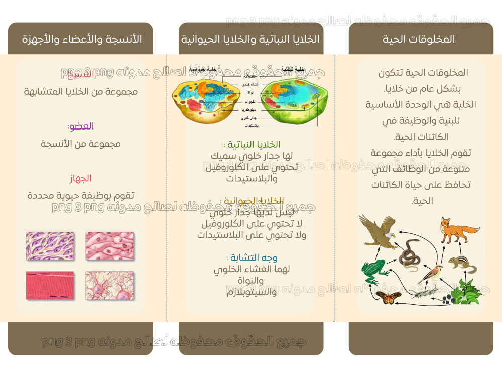 مطويه علوم الخلايا ماده العلوم رابع ابتدائي الفصل الدراسي الاول