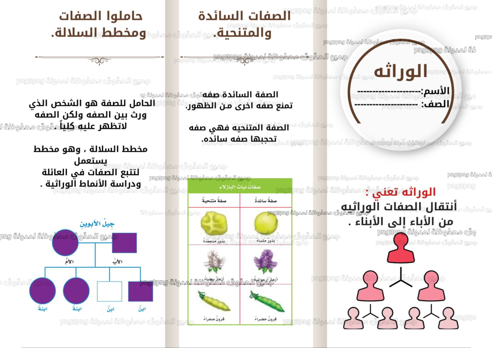 المطوية الوراثة صف سادس ابتدائي الفصل الدراسي الأول ملف PDF جاهز للطبا