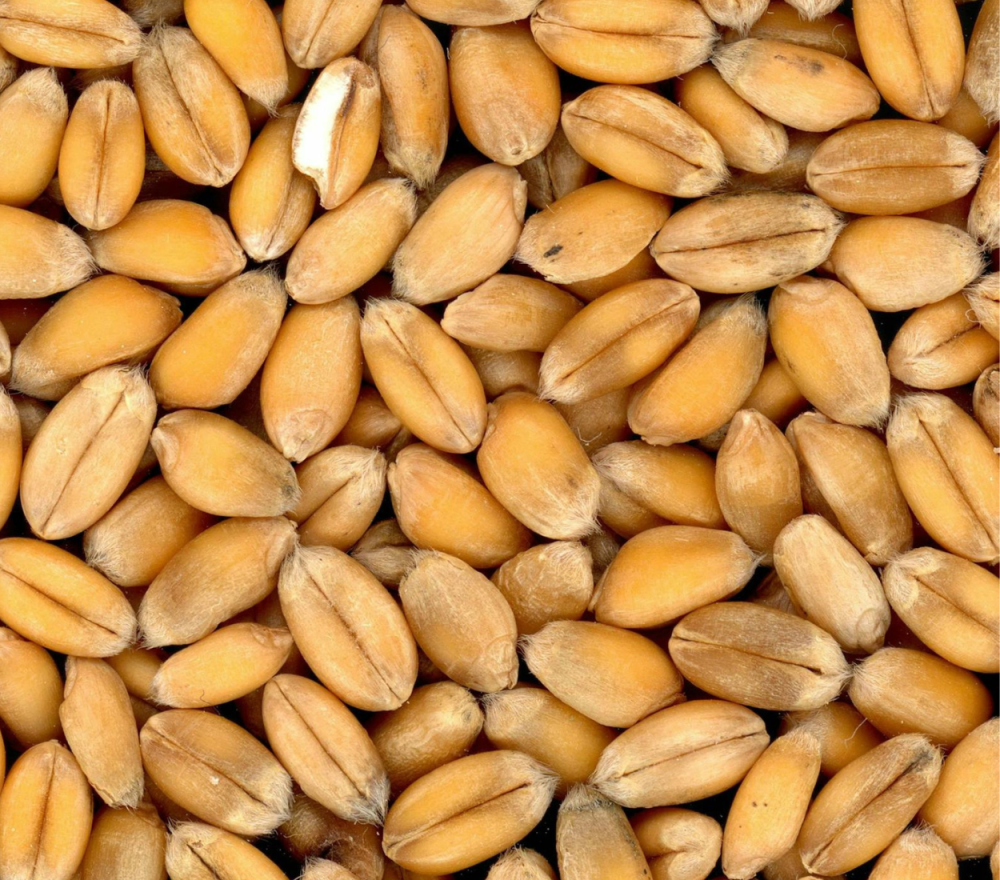 أنواع الحبوب الغذائية