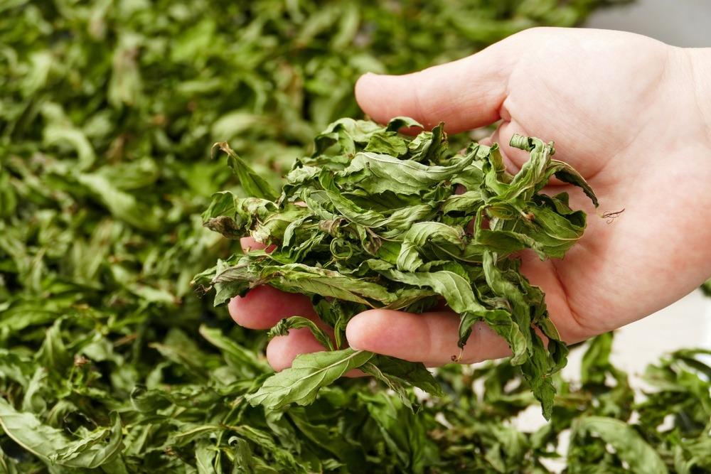 فوائد و استخدامات النعناع المجفف اليومية