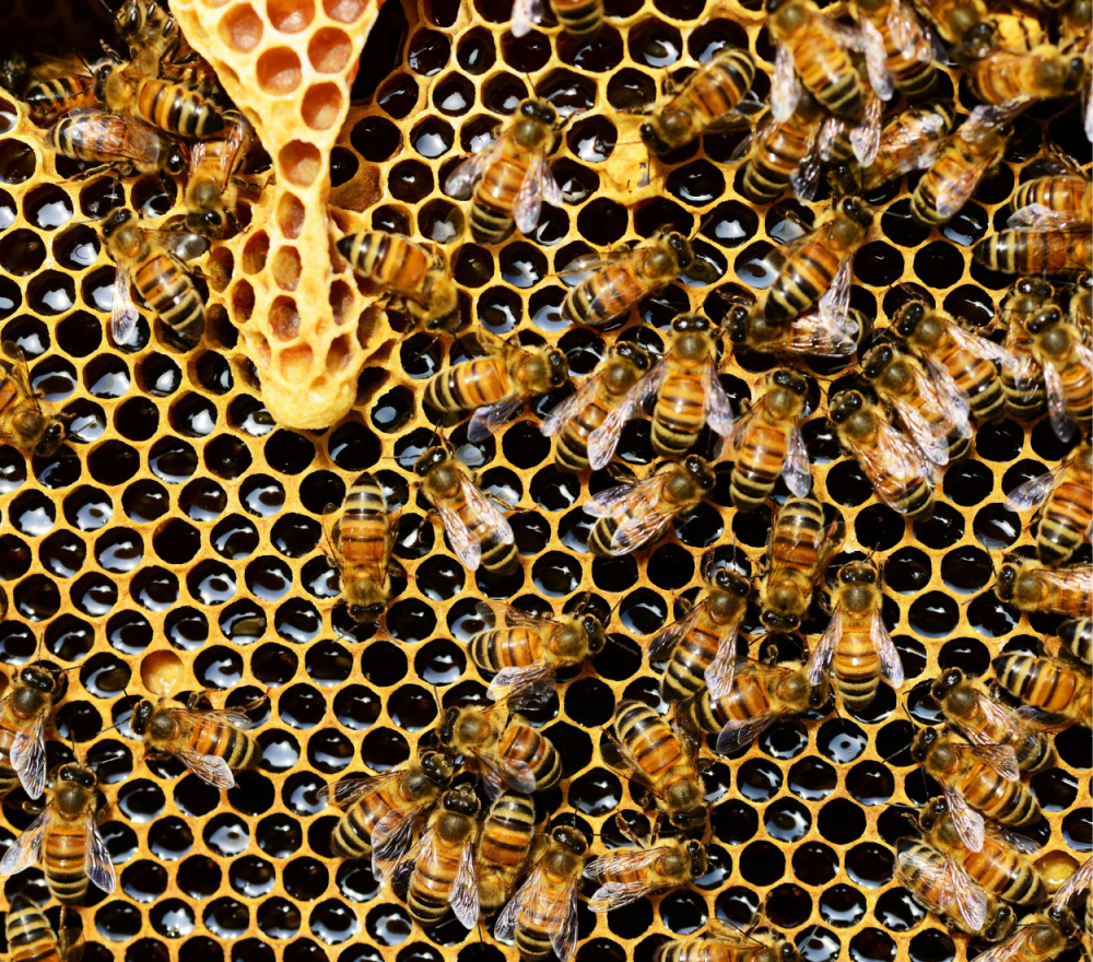 من اين يستخرج العسل