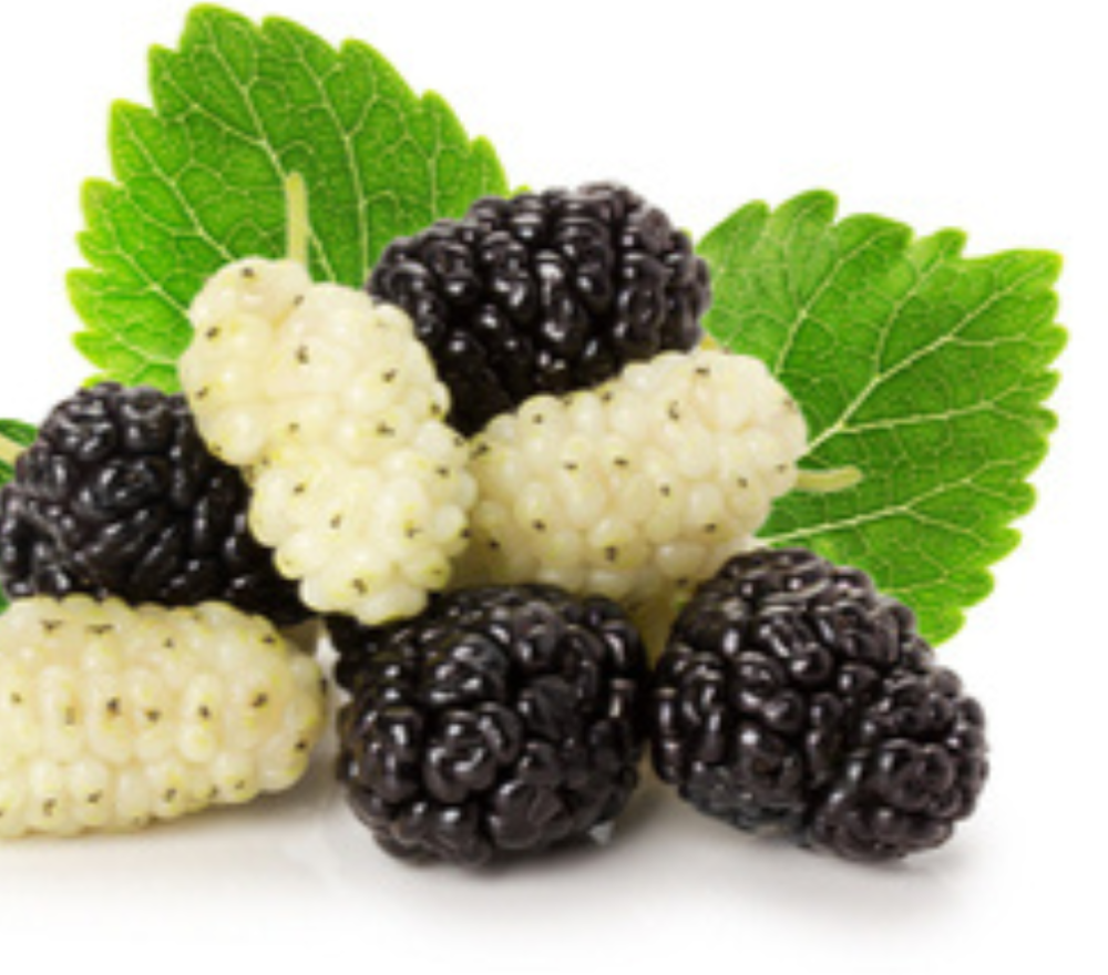 فوائد ورق التوت