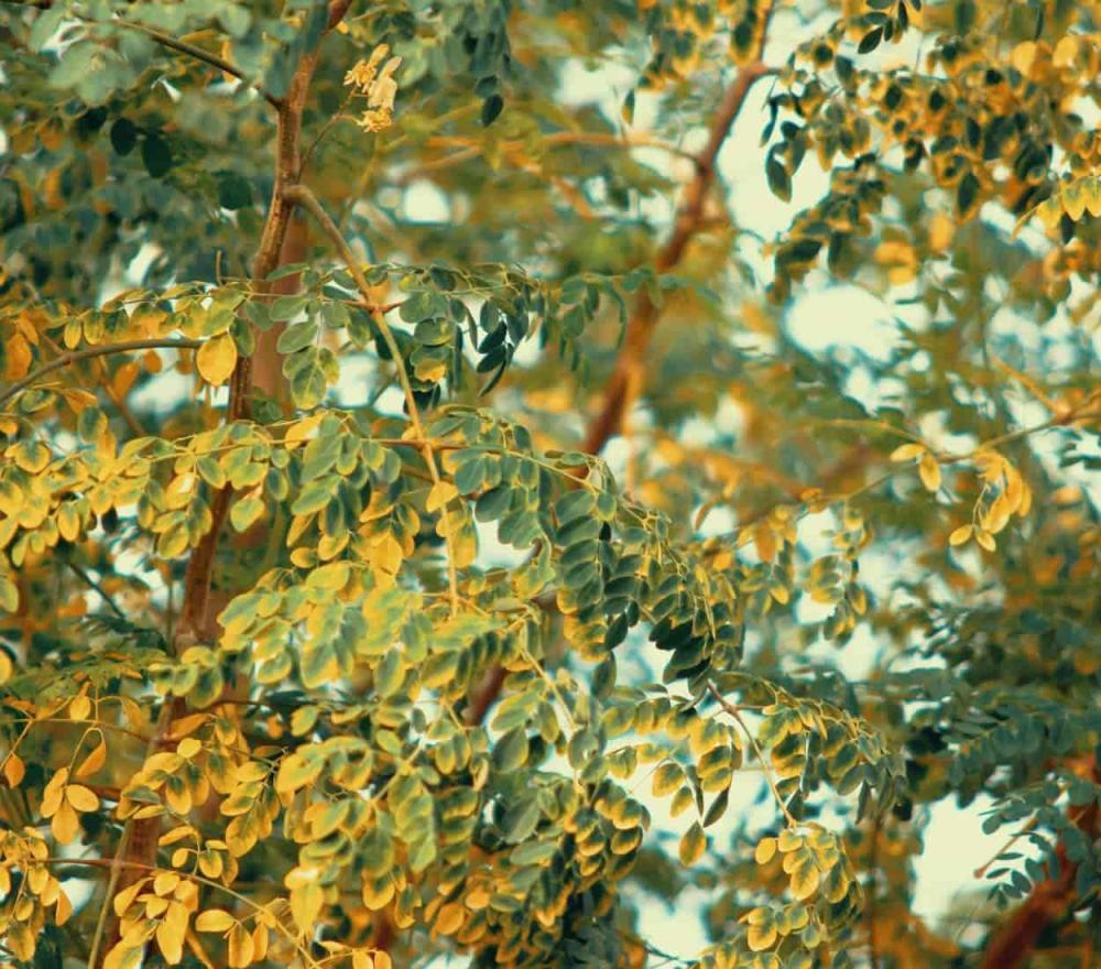 فوائد عشبة المورينجا - الحسين للعطارة