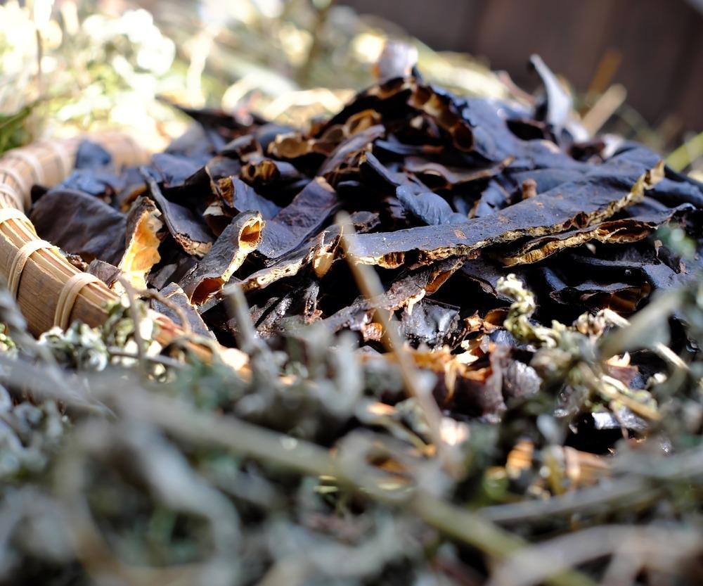 عشبة خوا جوا