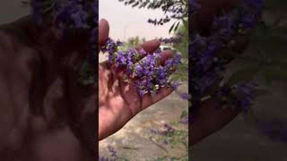جملة 500 بذرة من شجرة كف مريم