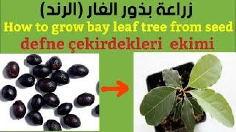 جملة 100 بذرة من بذور شجرة الغار  الرند