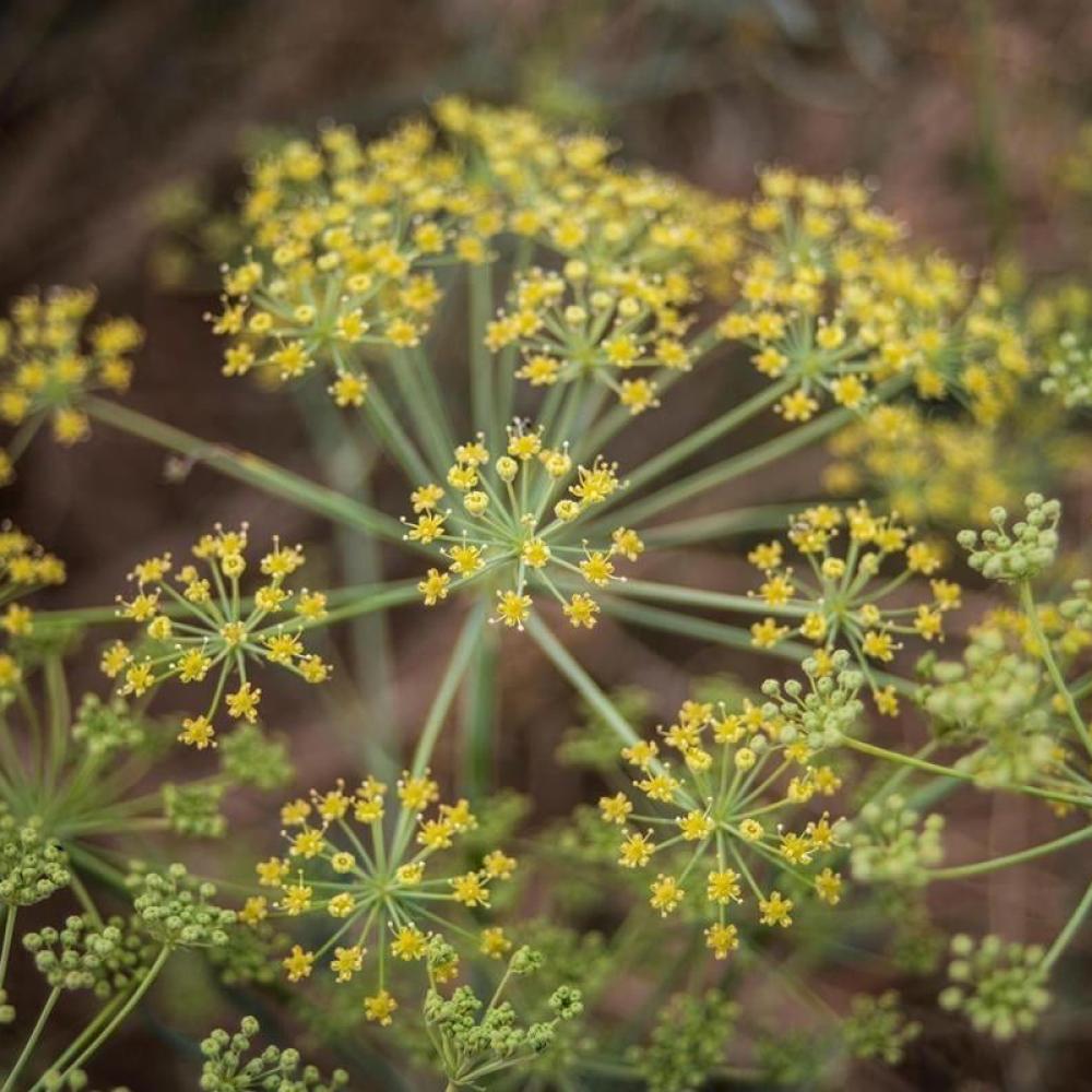 بذور الحزا Ducrosia anethifolia