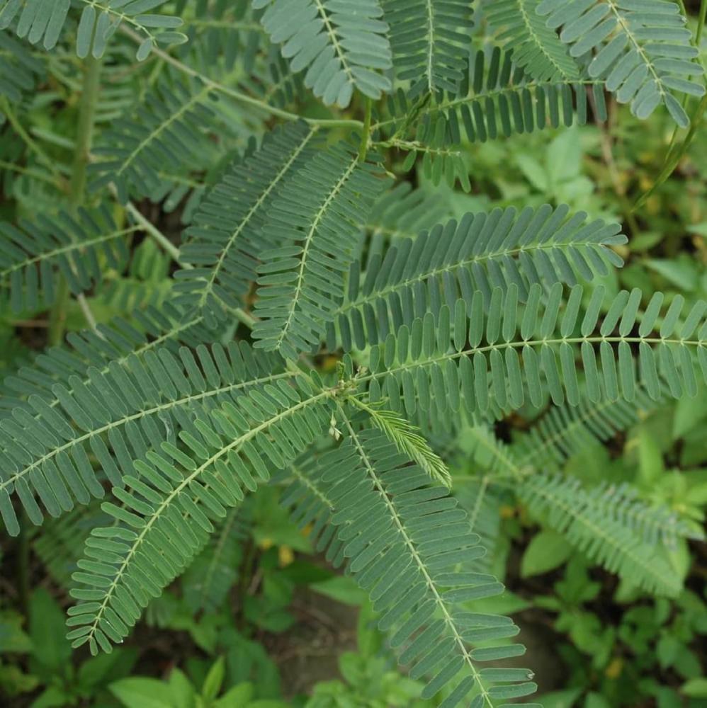 بذور شجيرة السيسبان الصفراء