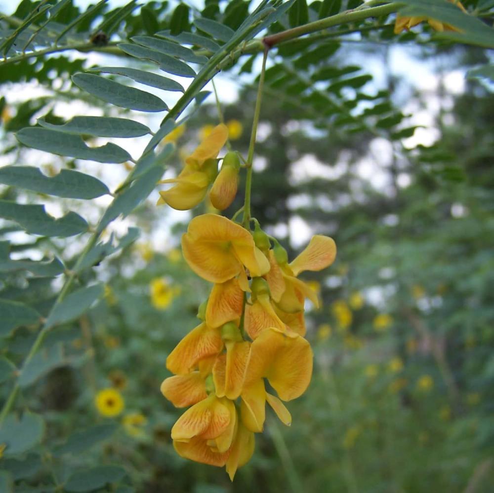 بذور شجيرة السيسبان الصفراء