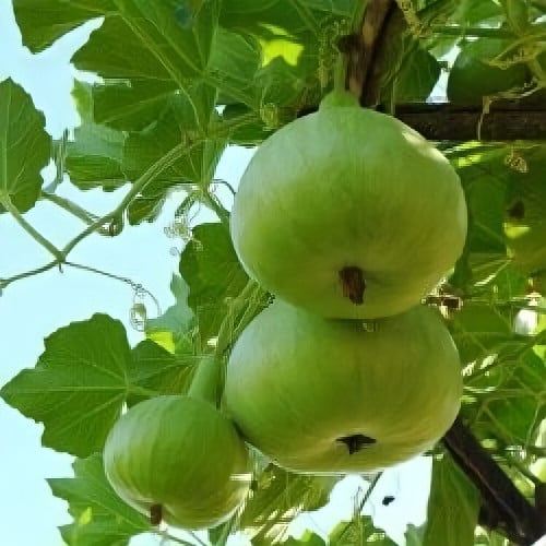 بذور قرع التفاح