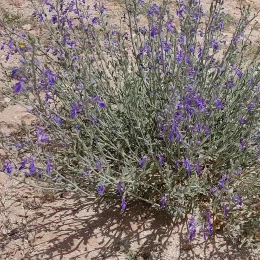 جملة 500 بذرة من بذور العهينة البرية