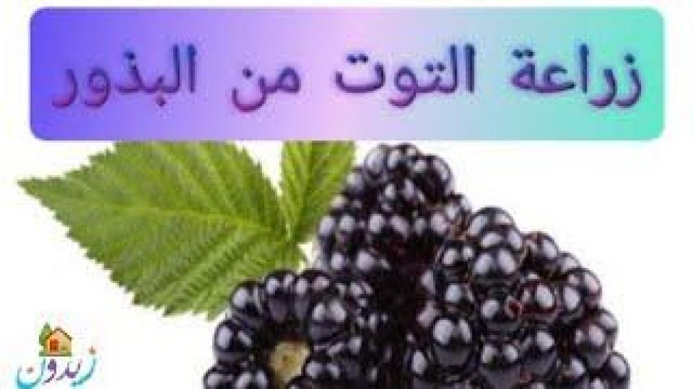 بذور توت العليق الأسود