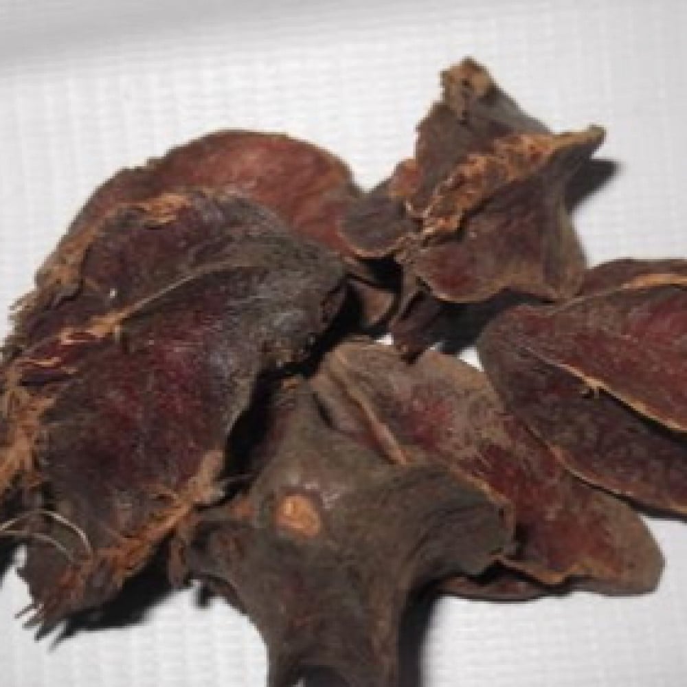 بذور شجرة تيرميناليا أرجونا  Terminalia Arjuna