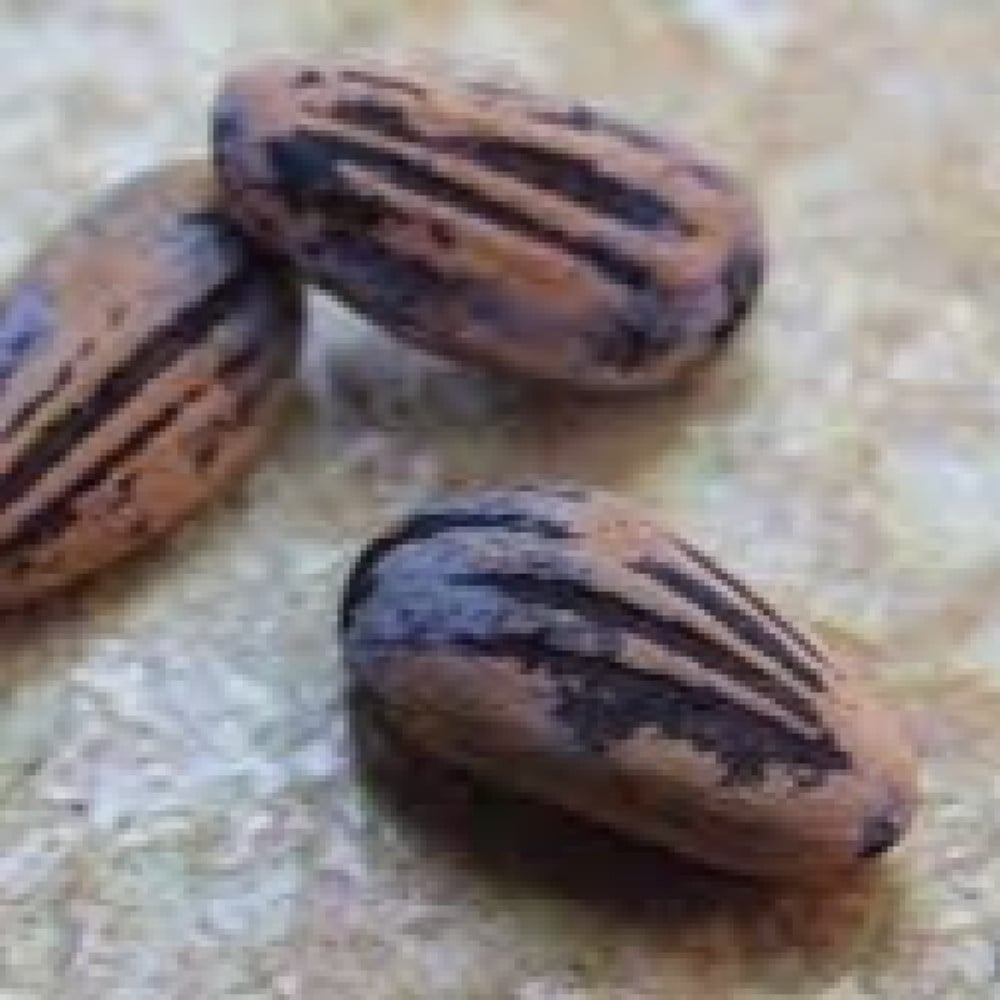 بذور شجرة الصنوبر المثمرة