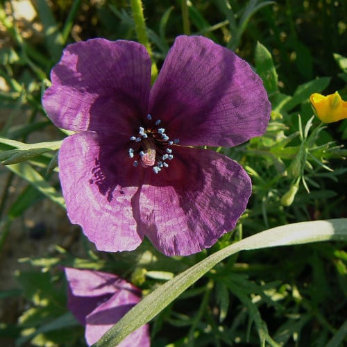 بذور زهرة البختري النادرة