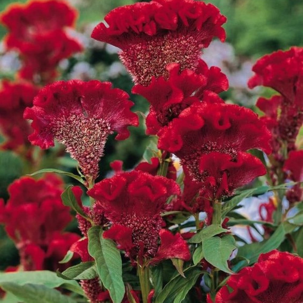 جملة  5000 بذرة من زهرة سيلوزيا كريستاتا  عرف الديك