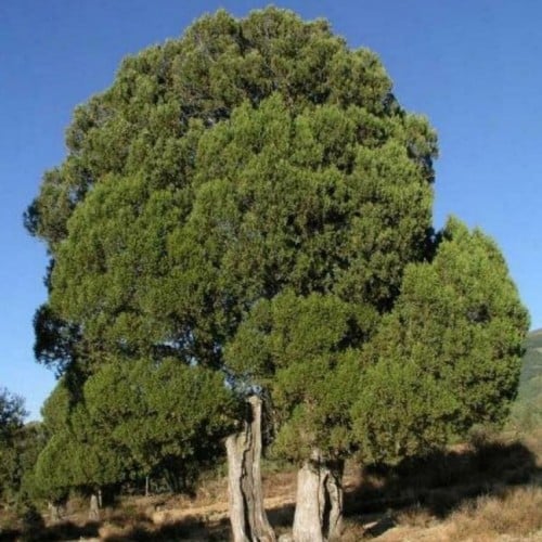 بذور شجرة العرعر الجبلي