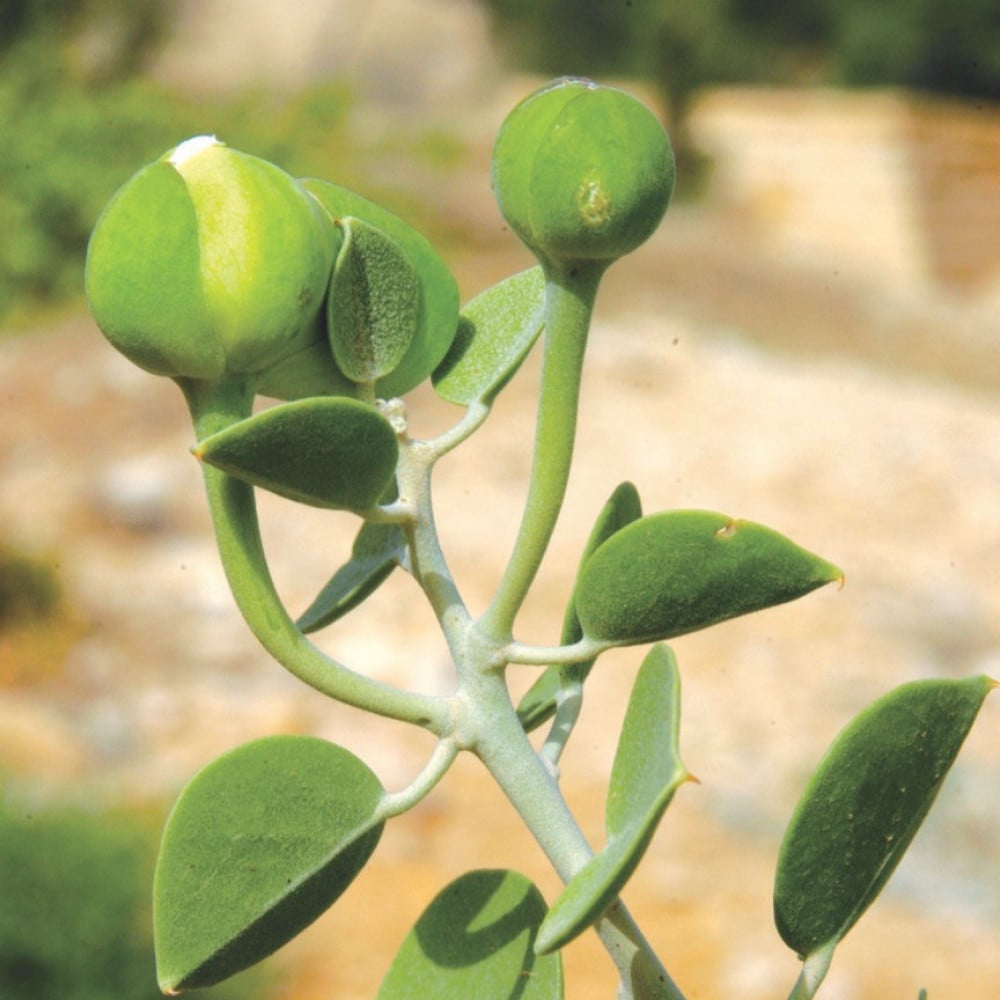 جملة 1000 بذرة من شجرة اللصف  الشفلح  الكبار