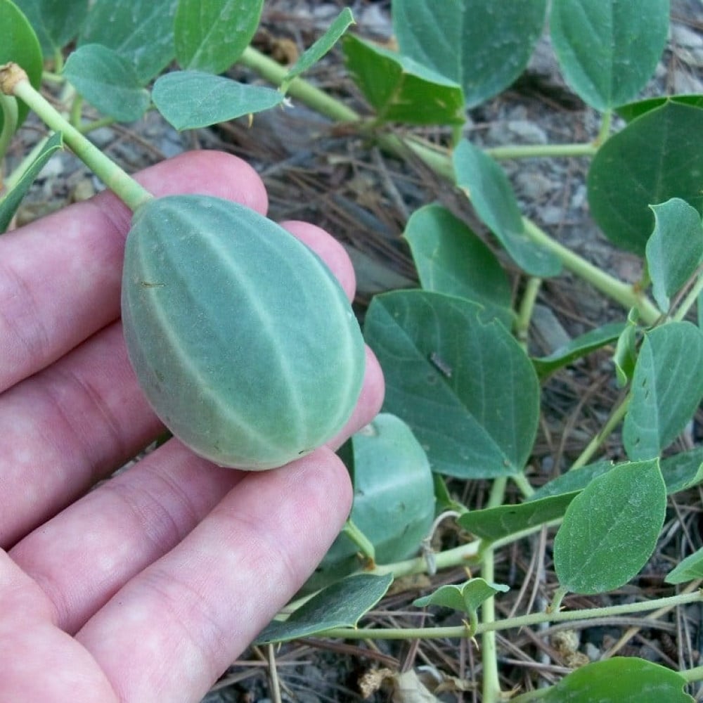 جملة 1000 بذرة من شجرة اللصف  الشفلح  الكبار