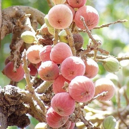 بذور شجرة الجميز المثمرة