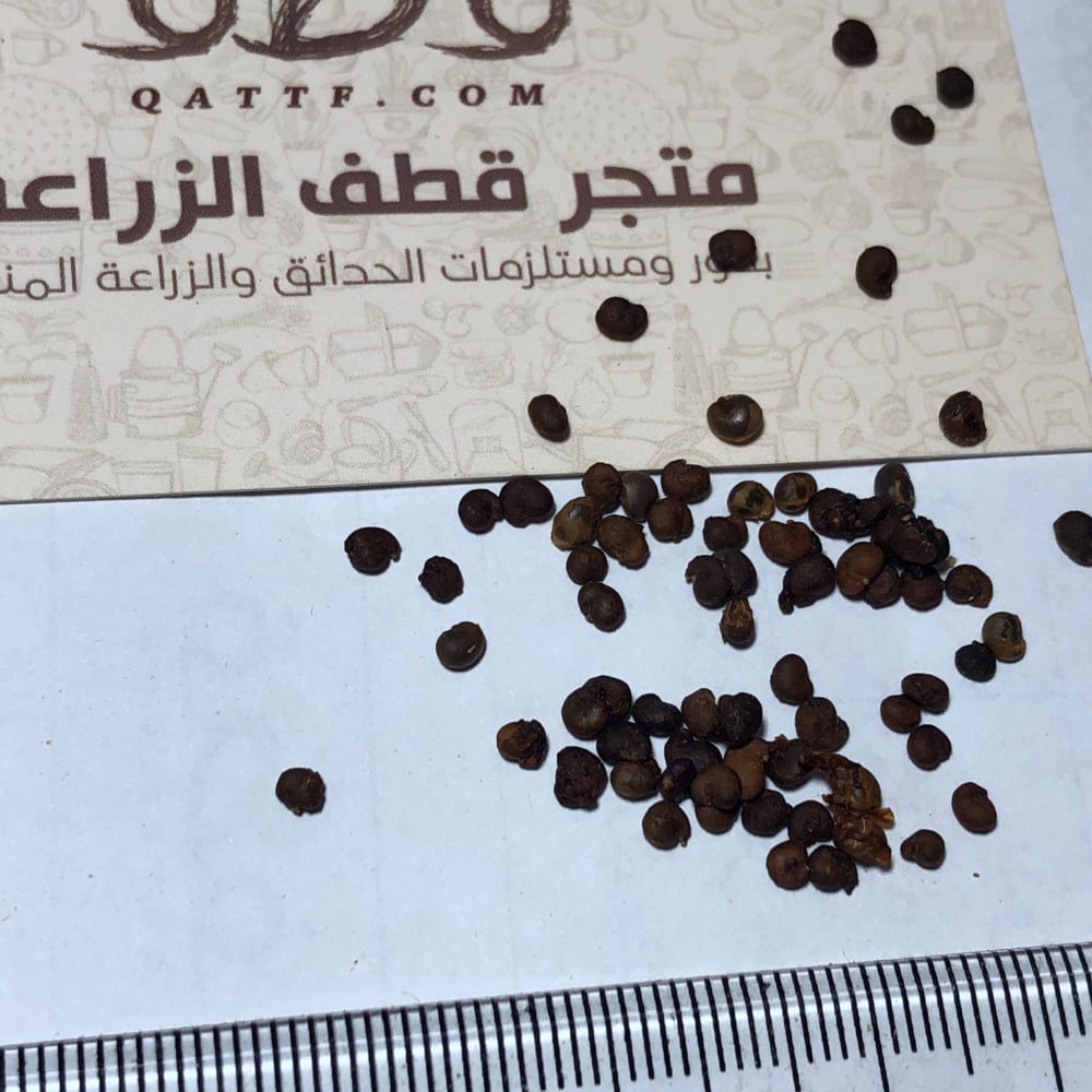 جملة 1000 بذرة من شجرة اللصف  الشفلح  الكبار