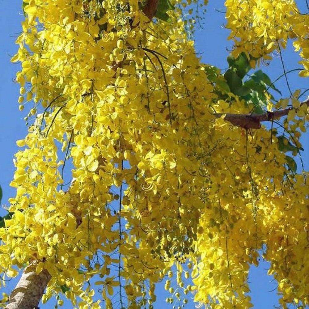 جملة 300 بذرة من شجرة المطر الذهبية . كليروتاريا
