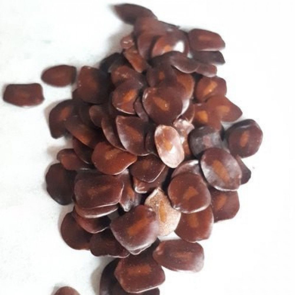 بذور شجرة سينا سياميا