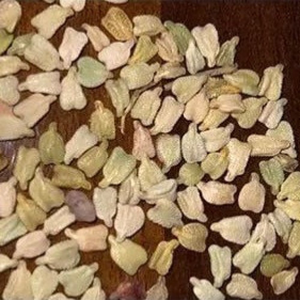 جملة 500 بذرة من عشبة سنا مكي