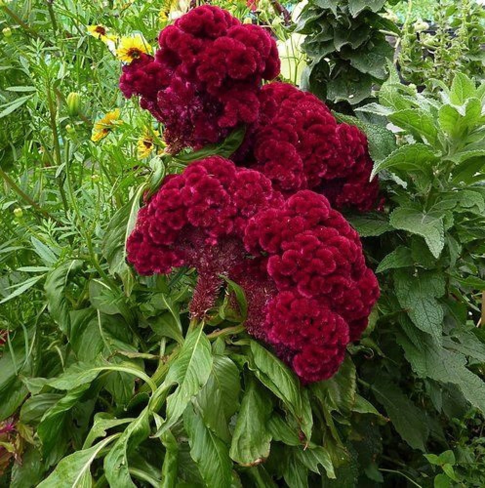 جملة  5000 بذرة من زهرة سيلوزيا كريستاتا  عرف الديك